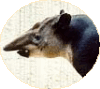 �`���E�x�C�o�N