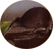 �L�[�E�B