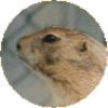 �v���[���[�h�b�O