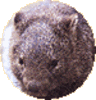 �R�����E�H���o�b�g